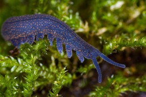 Velvet Worm