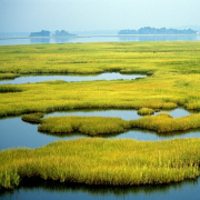 coastal wetland