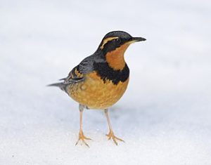 Bird with Gray cap and back, orange throat, breast, and belly, and black stripes around neck and across the eyes standing in the snow.