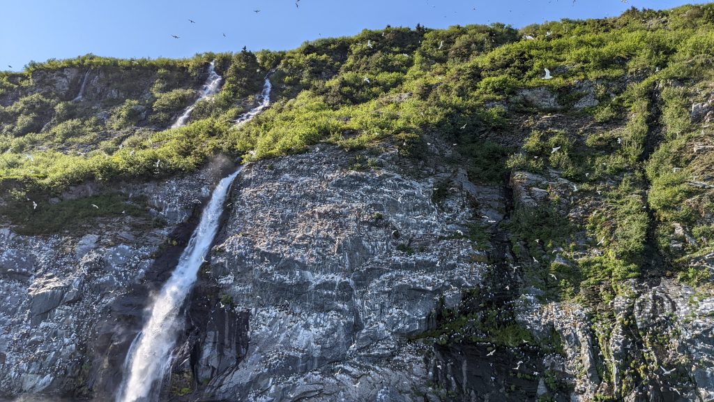 Waterfall pours from green forest down rocky cliff face dotted with thousands of white birds.