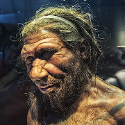 Photo of 3D sculpture of a Neanderthal male, looking off to the side.
